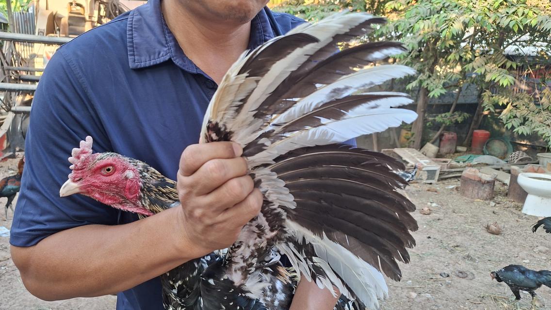 ซุ้มไก่ชน ป่าก๋อย คชินทร์ฟาร์ม รูปที่ 5