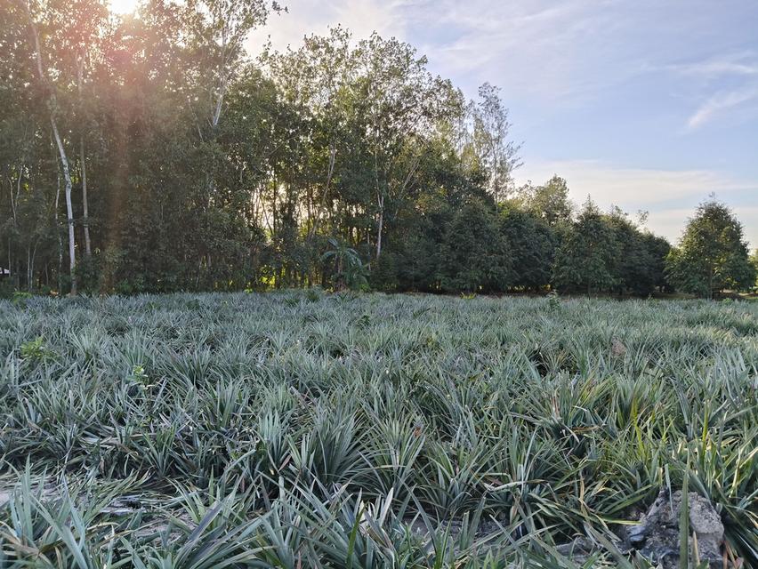 ( ด่วน )ขายที่ดิน อ.แกลง ระยอง ยกแปลง เนื้อที่ 5 ไร่ - 68.5 ตารางวา 5