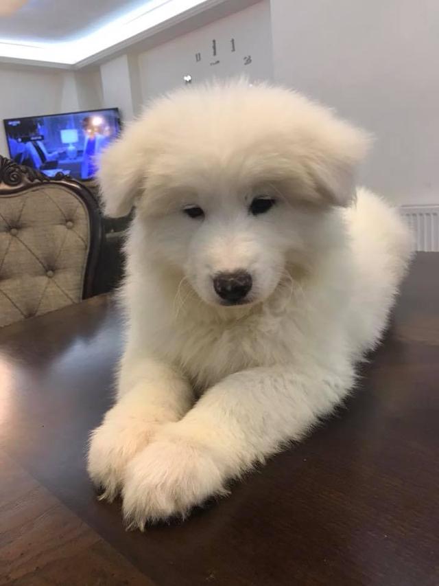 Samoyed puppies  WhatsApp me : +66 63 826 3042 รูปที่ 3