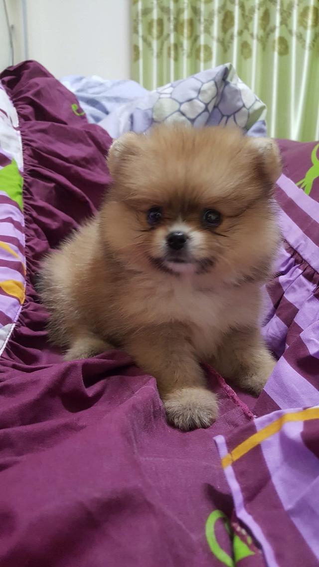 ลูก Pomeranian ตัวเมีย 3