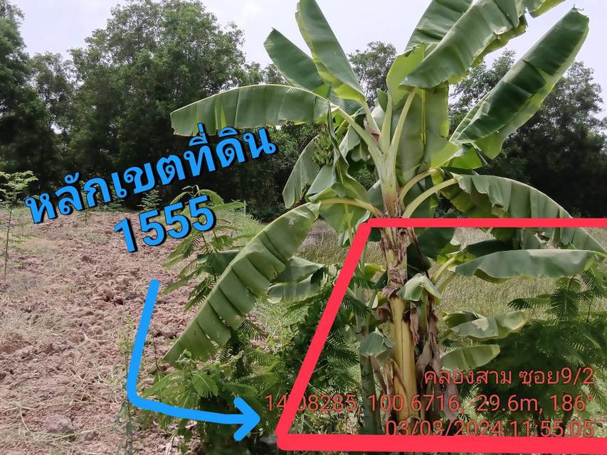 ‼️ขายที่ดินเปล่าถูกมากๆ คลองหลวง ซอยคลอง 3 9/2 8