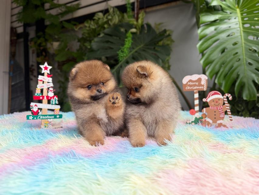 ปอมแท้ไซส์เล็กสีส้มเพศเมีย