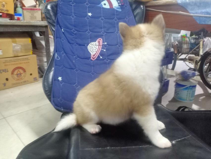 ลูกหมาบางแก้ว เพศเมีย