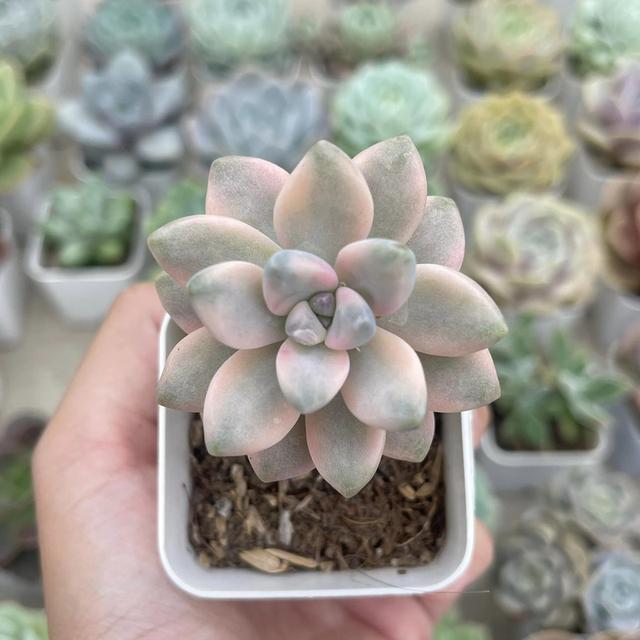 กุหลาบหิน  Graptosedum Vera Higgins 3