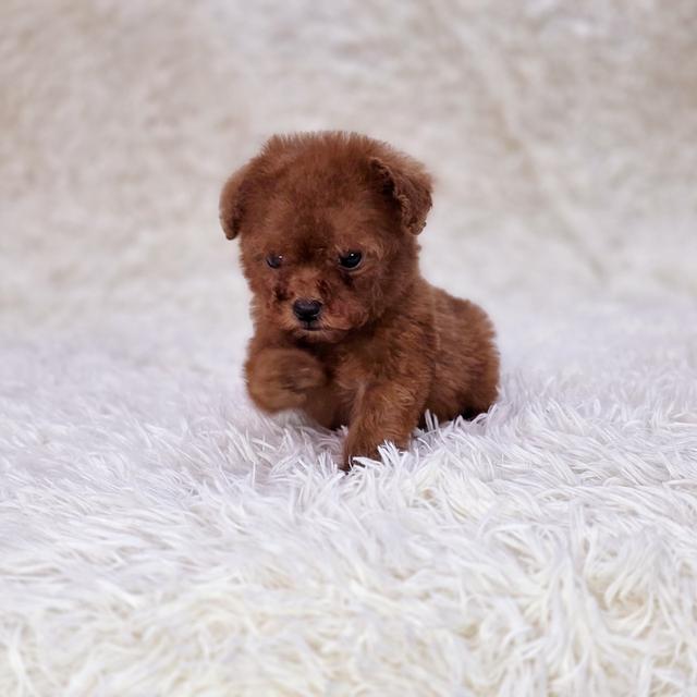 พุดเดิ้ลทอยสายพันธุ์แท้