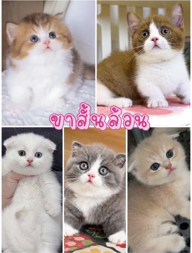 แมวขาสั้น มันช์กิ้นขาสั้น 2เดือนกว่าทุกคน ผ่อนได้ไม่ต้องใช้บัตรเครดิตสนใจทักได้เลย