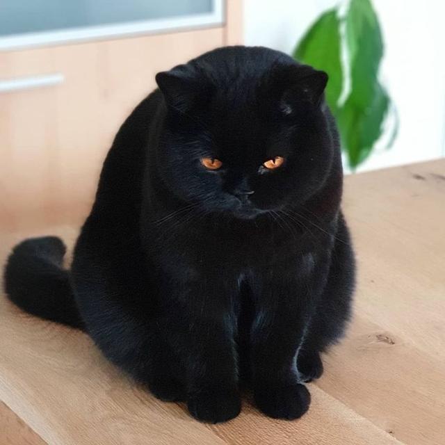 แมว พันธุ์ บริทิชช็อตแฮร์ ตัวสีดำ 3