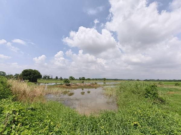 ขายที่ดิน ที่นา พิษณุโลก อำเภอวังทอง 19 ไร่ สวยมาก วิวนาสวย อากาศดี เงียบสงบ โทร 063-2825635 6