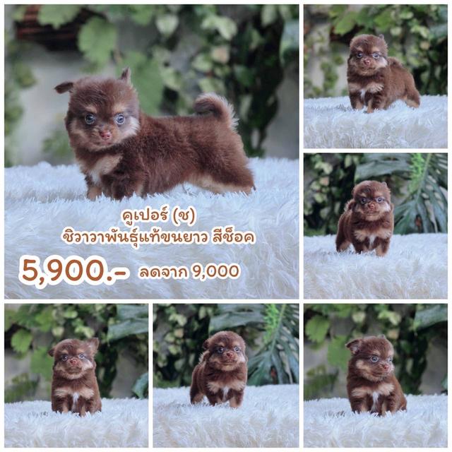 ชิวาวาแท้ขนยาว ชิวาวาผสมปอม ท้องย้ายบ้าน 7