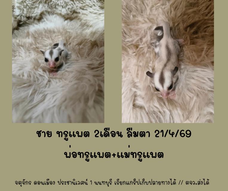 ชูก้าไกรเดอร์ ผู้ชาย อายุ2เดือน