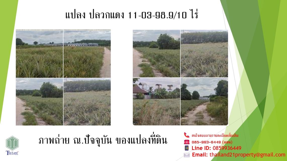 ขายที่ดินสีเหลือง อำเภอปลวกแดง จังหวัดระยอง  เนื้อที่ 11 ไร่ 3 งาน 98.9 ตารางวา 10