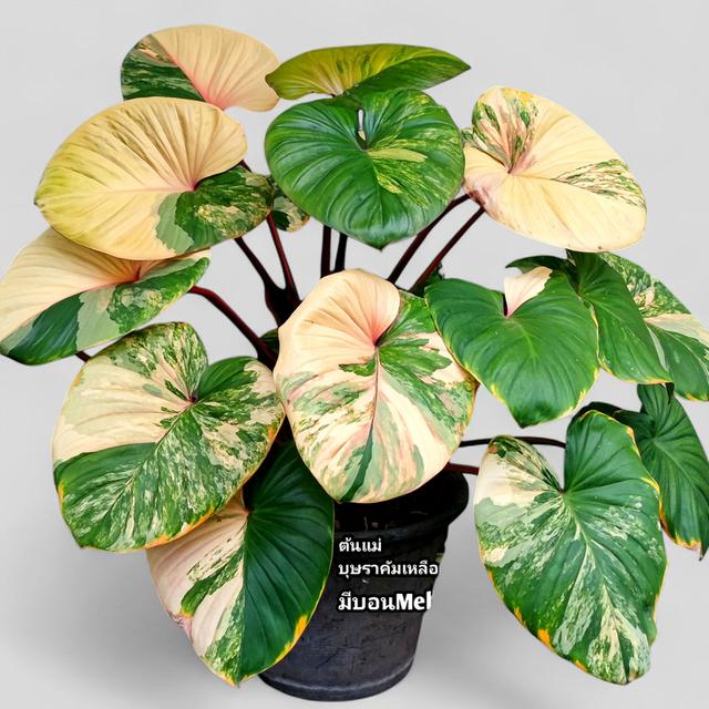 ต้นไม้ฟอกอากาศ เสน่ห์จันทร์บุษราคัม เสน่ห์จันทร์ประกายดาว