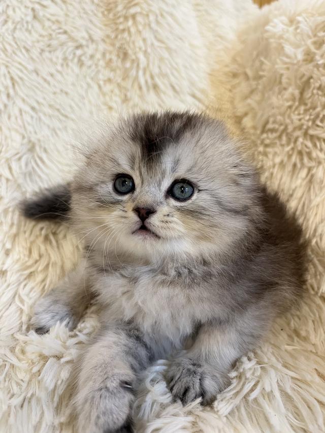 แมว สก๊อตติชขนยาว   🔥🔥🏠🔥 รูปที่ 4