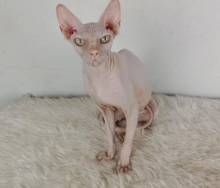 24.แมวสฟิงซ์/เพศเมีย หาบ้าน Sphynx Cat/Female looking for a new home 2