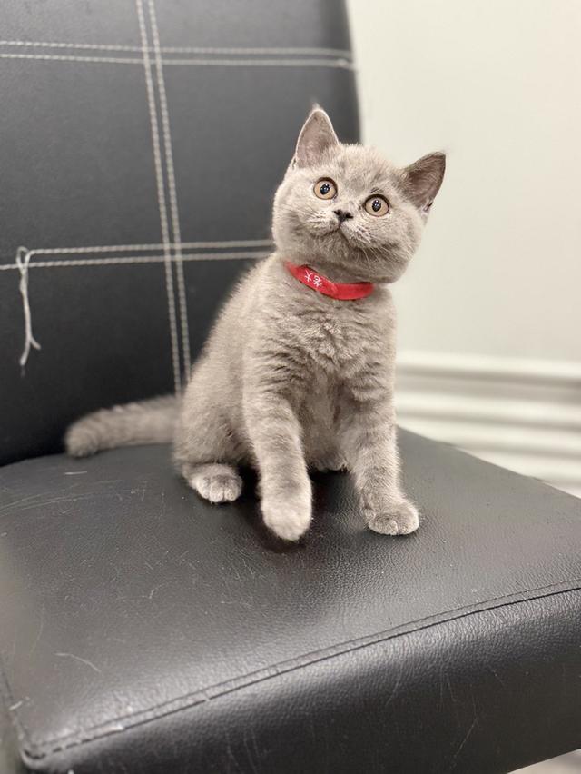 บริติช ช็อตแฮร์ สีบลู รูปที่ 4