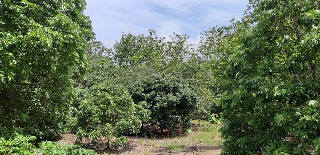 ขายที่ดินแปลงใหญ่ พร้อมสวนผลไม้ อยู่ติดถนนลาดยาง ราคาต่อรองได้ 7