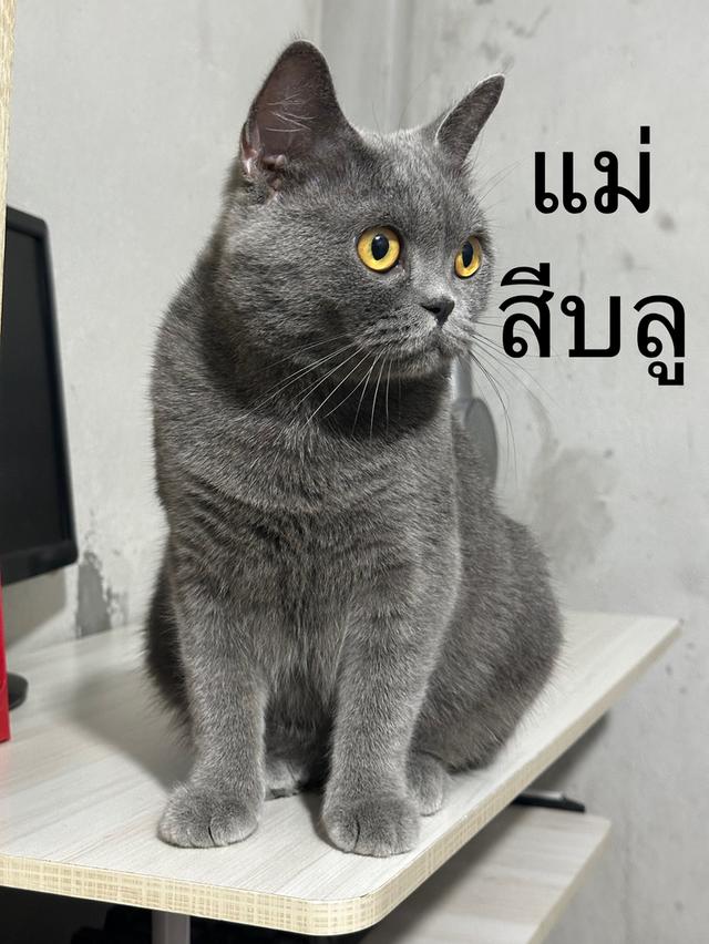 บริติช ชอร์ตแฮร์ เพศเมีย 6