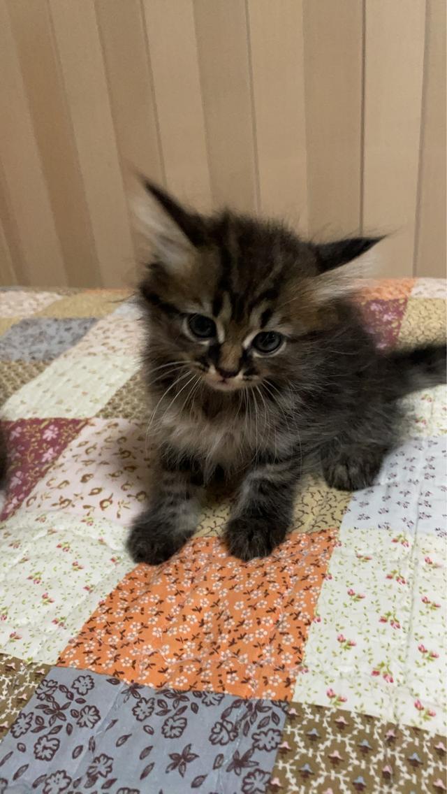 สัตว์เลี้ยง แมวแง่วๆๆ รูปที่ 4