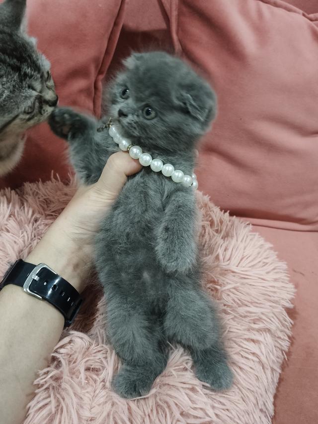 ❌❌ปิดการขาย❌❌เด็กชายหาบ้าน 💒🏡 สีบลูเข้ม😻😻 รูปที่ 6