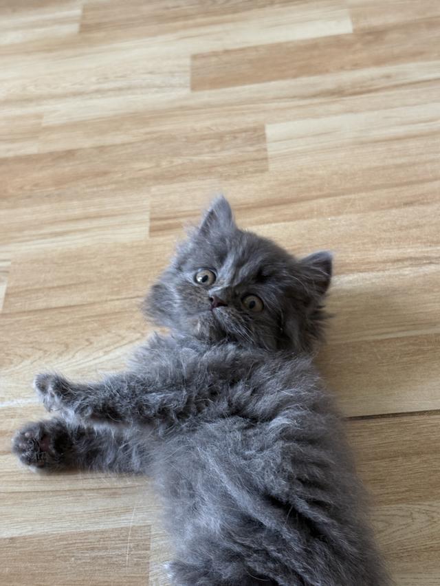 ❌ติดจอง🐈‍⬛ เปอร์เซียแท้ พร้อมย้ายกลางเดือนส.ค