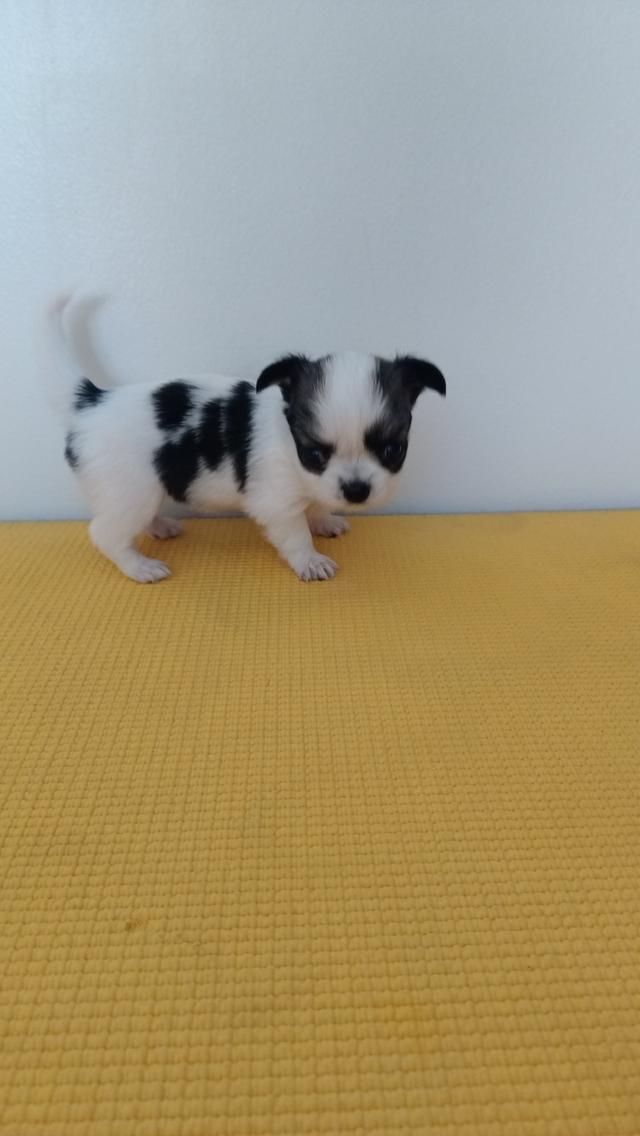 สุนัขชิวาวาแท้ ขาวดำ สุขภาพแข็งแรง รูปที่ 3