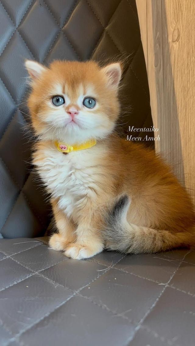 British longhair golden Girl