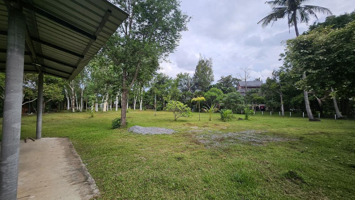 ขายที่ดินที่ดิน ต.หนองควาย พื้นที่ 2-1-83ตรว 22.6 ล้าน 11