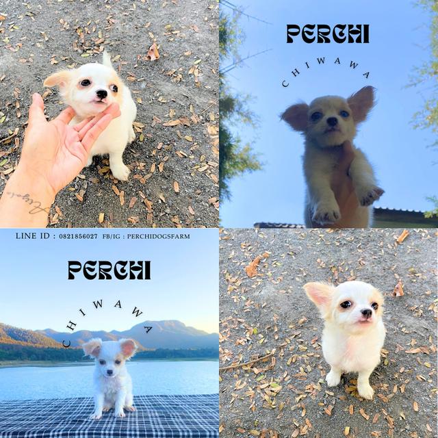 ชิวาวา หญิงขนยาว  พร้อมย้าย รูปที่ 3