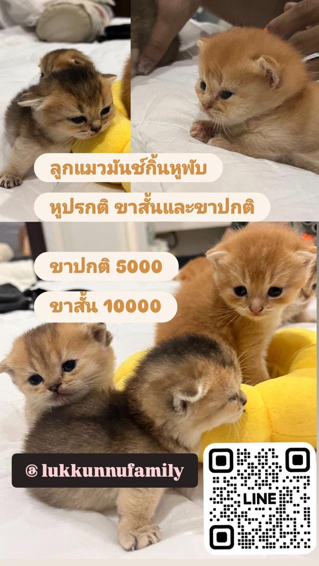 ลูกแมว มันช์กิ้น ขาสั้น หลายตัวหลายสี รูปที่ 7