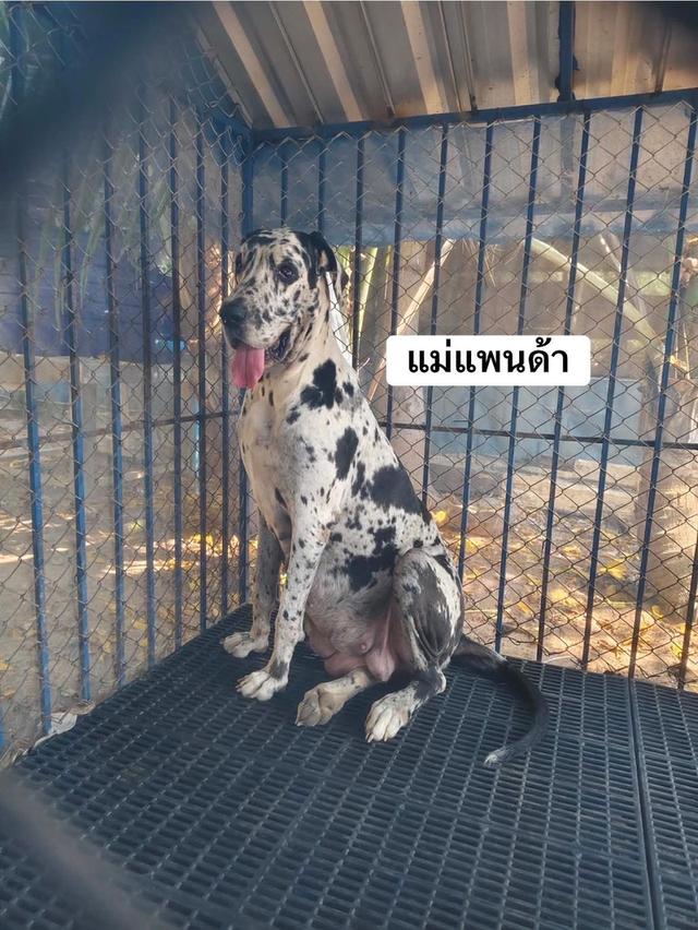Great Dane ลูกสุนัขพันธุ์เกรทเดนสีดำ รูปที่ 5