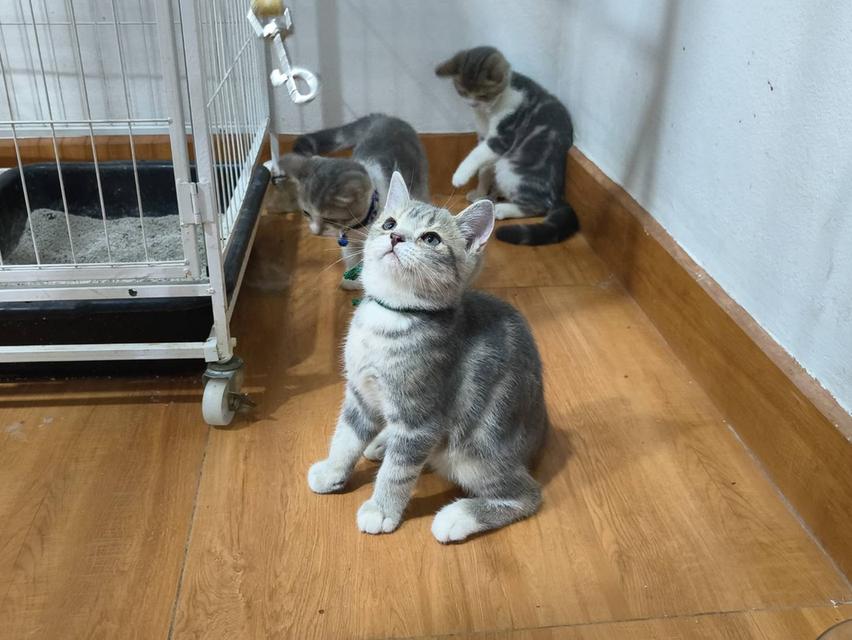 ขายแมว สก๊อตติช เพศ ชาย 2