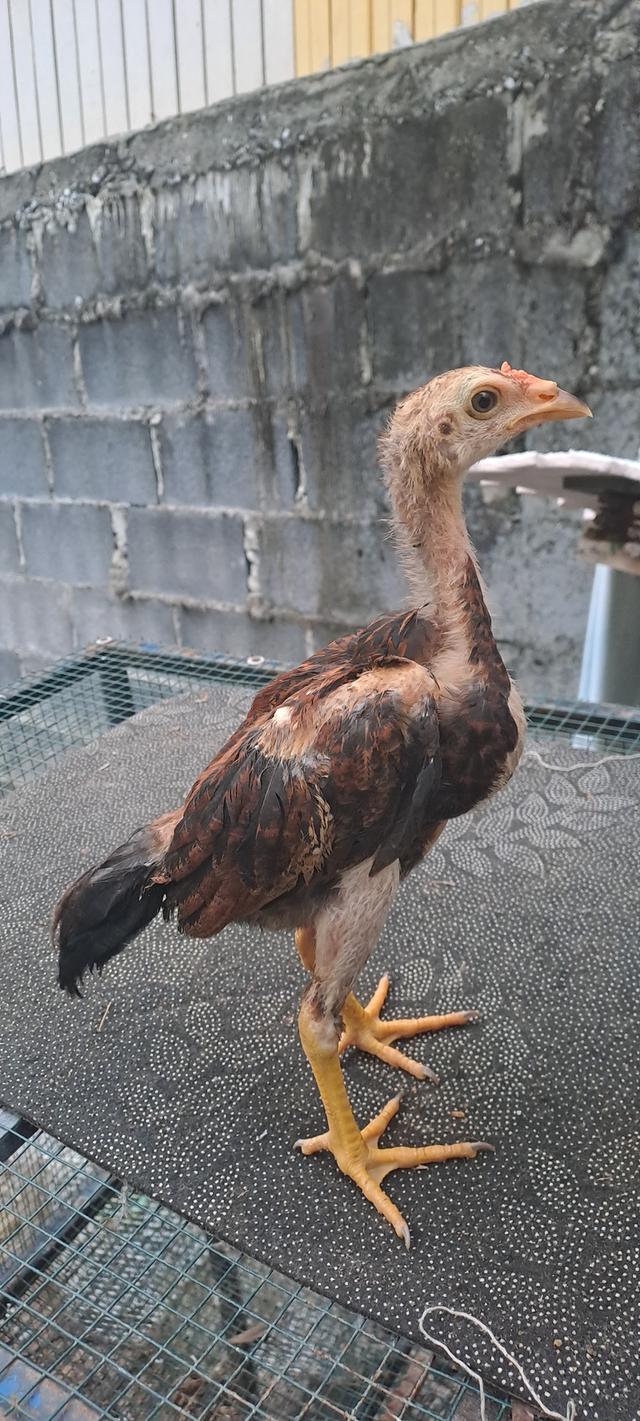 จำหน่ายลูกไก่ พม่าญี่ปุ่น พม่าญี่ปุ่นบราซิล รูปที่ 5