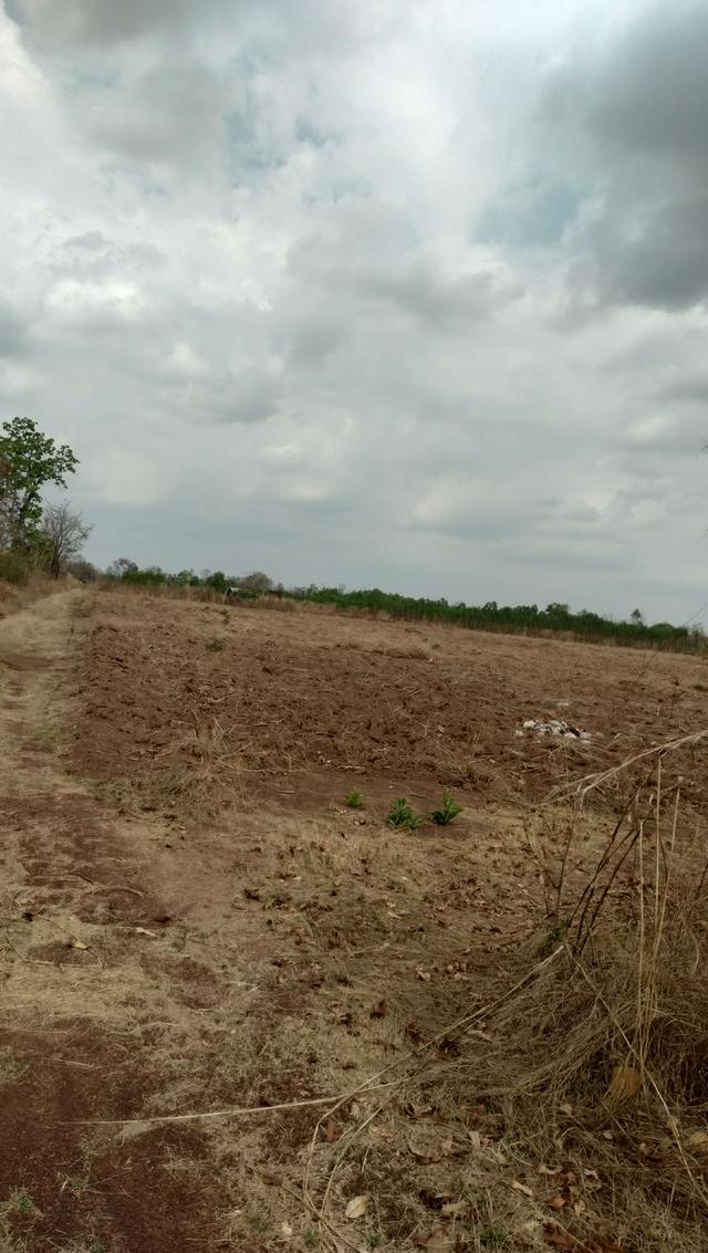 ขายที่41ไร่ๆละ65000โทร0810570048 1