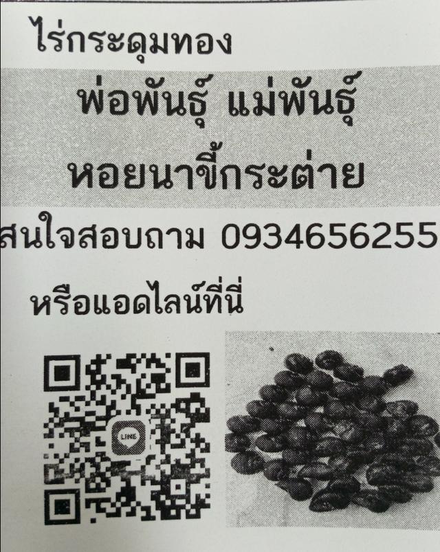 หอยนาขี้กระต่าย 5