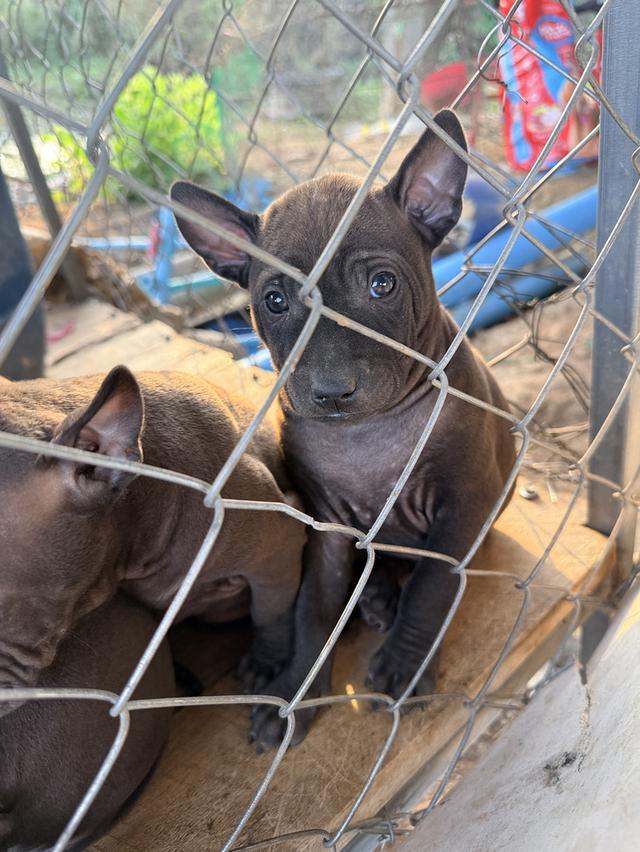 สุนัขไทยหลังอาน เลือด 100% 5