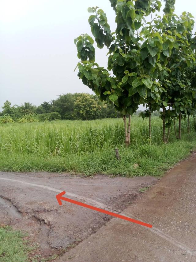 ต้องการขายที่ดิน4ไร่ 3
