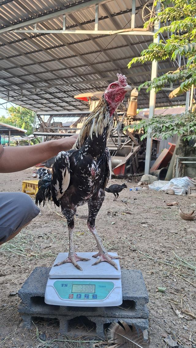 ซุ้มไก่ชน ป่าก๋อย คชินทร์ฟาร์ม รูปที่ 11