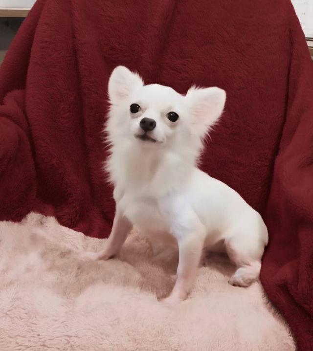 หนุ่มน้อยขาวจั๊ว ชิวาวา 2