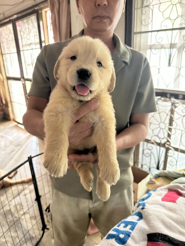 ลูกสุนัข Golden retriever แท้