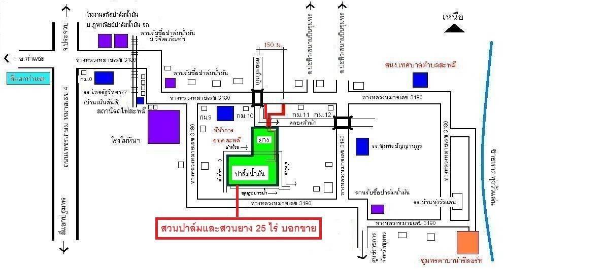 ขายสวนปาล์มสวนยาง โฉนด 25 ไร่ สะพลี ปะทิว ชุมพร 17