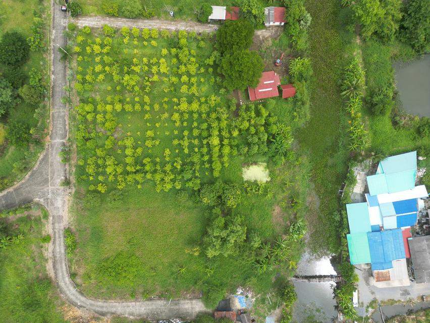 ที่ดินสวยผังสีเขียว 2 ไร่ หนองจอก กรุงเทพฯ ติดคลอง บรรยากาศดี 4