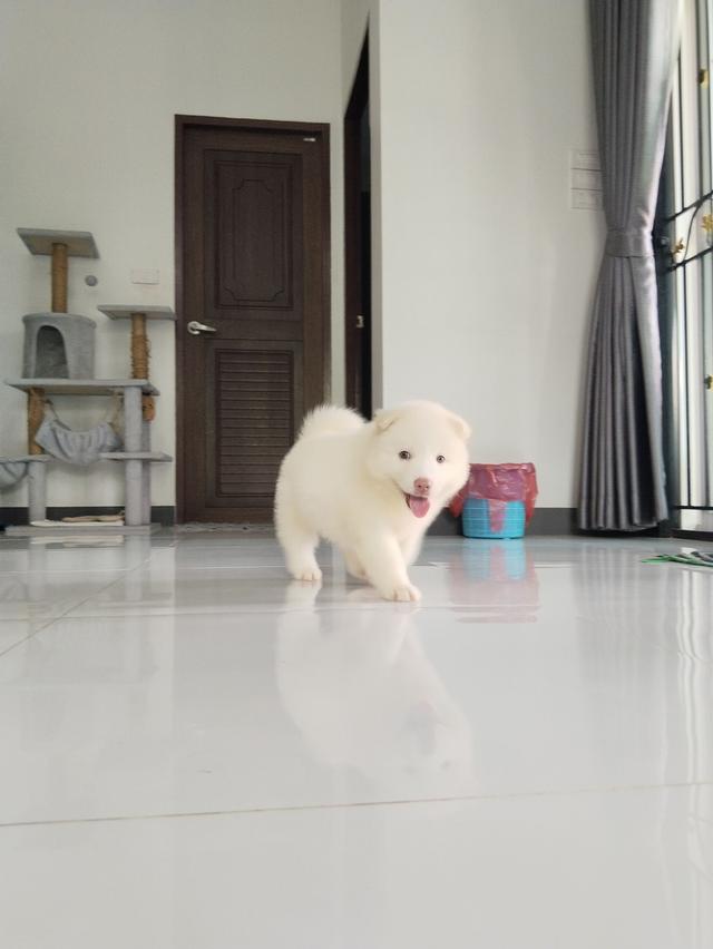 ไซบีเรียน เชียงใหม่
