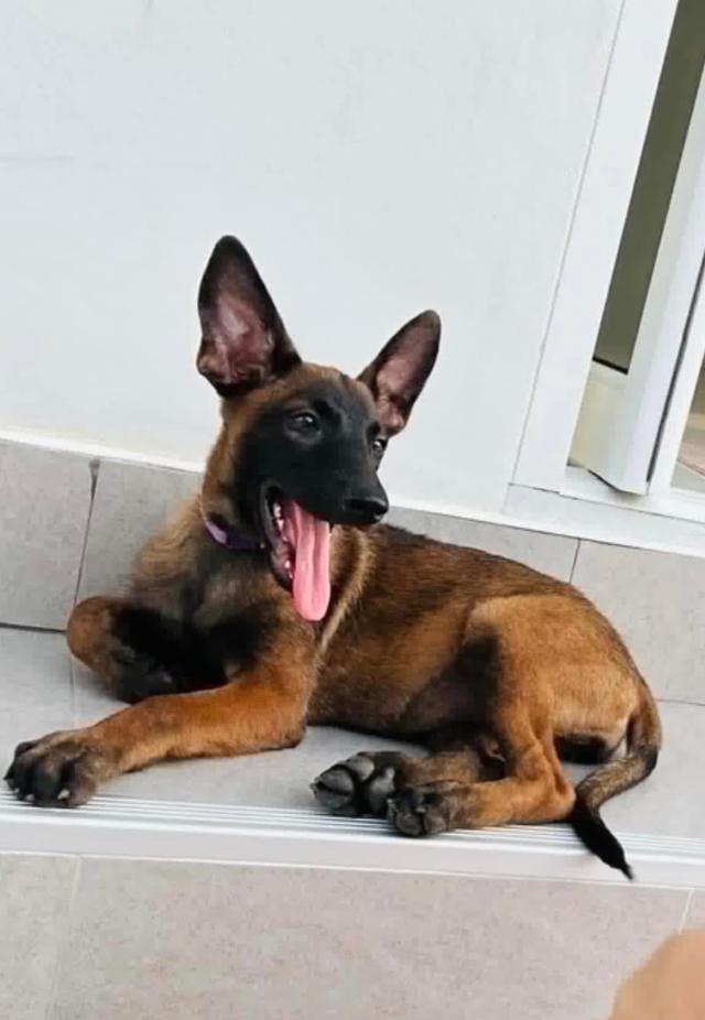 ลูกหมา Belgian Malinois 