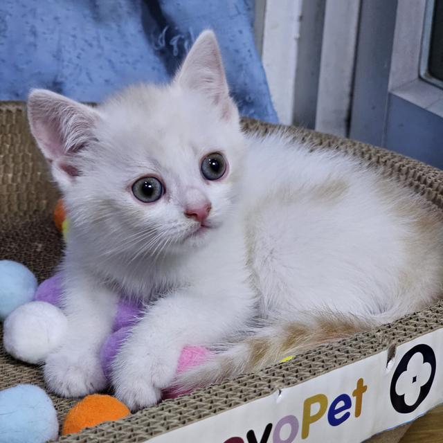 สก๊อตติช โฟล์ด 4