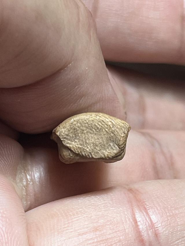 พระรอด เก่ากุมหาวัน จ.ลำพูน รูปที่ 4