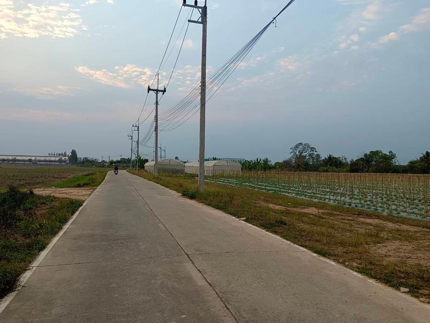 ขายที่ดินหนองบอนแดง 5 ไร่ ซอยทุ่งโปร่ง4/2 ใกล้ถนนวิฑูรดำริ-2กม. อ.บ้านบึง ชลบุรี 5