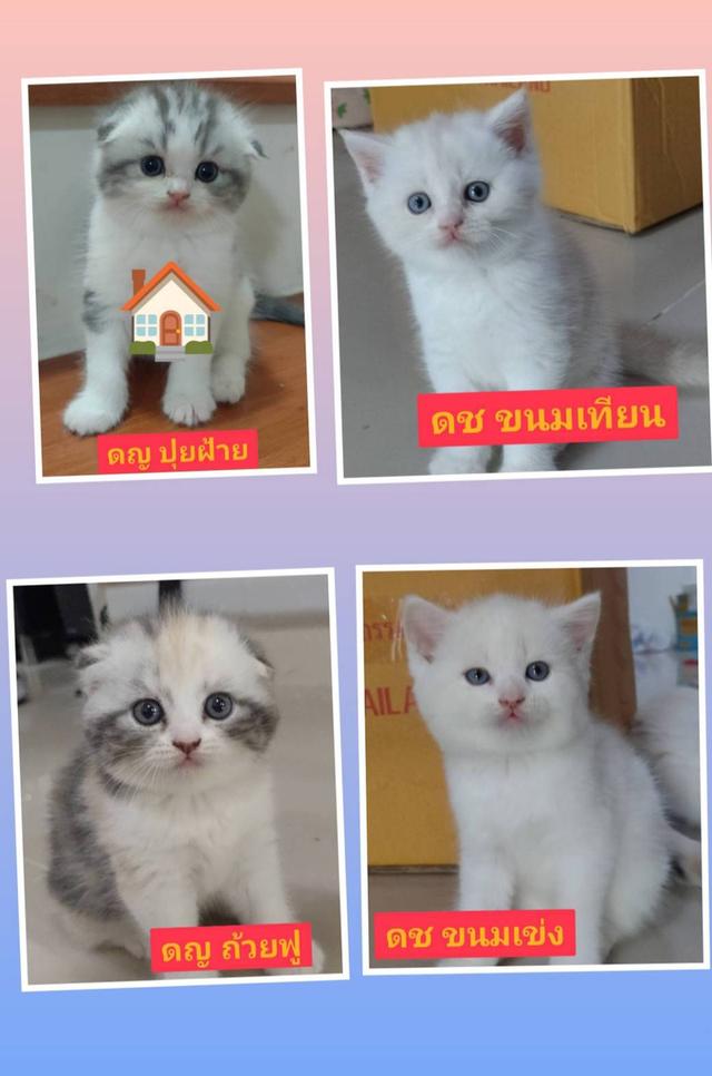 แมวสก็อตติส โฟลด์ แท้