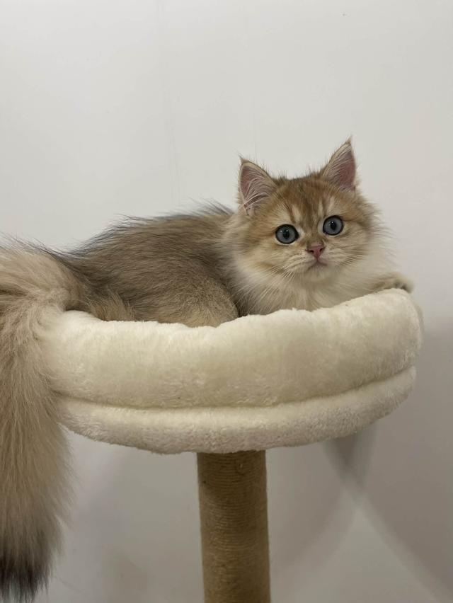 British Longhair พร้อมใบ WCF ดช