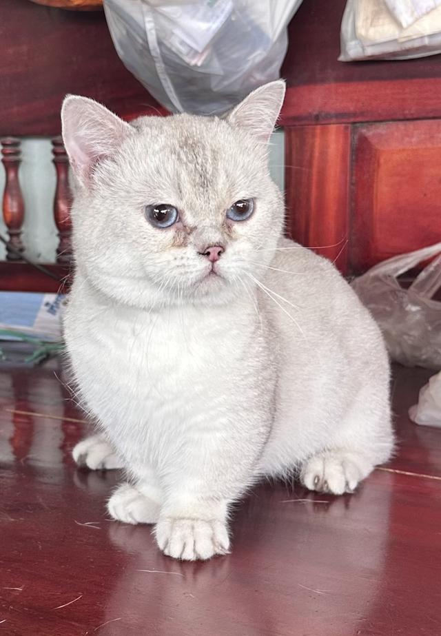 แมว บริติช มันช์กิ้น รูปที่ 1