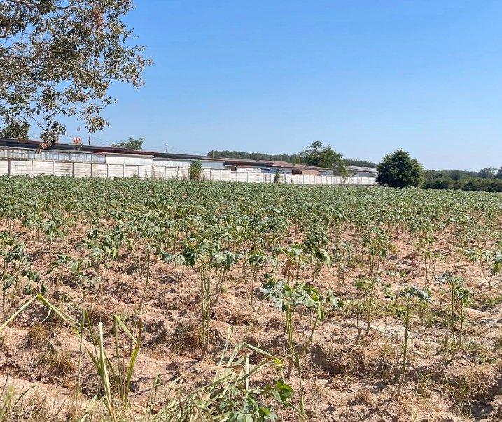 ขายที่ดินแม่น้ำคู้ 1 ไร่ ซอย5 ติดถนนลาดยาง ใกล้ตลาดป้าไสว-5กม. อ.ปลวกแดง ระยอง 5